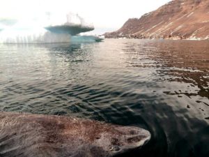 Акула у берегов Гренландии